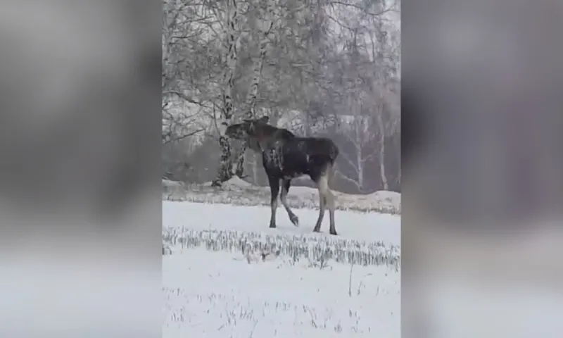 Лося-авиалюбителя спасли в Барнауле