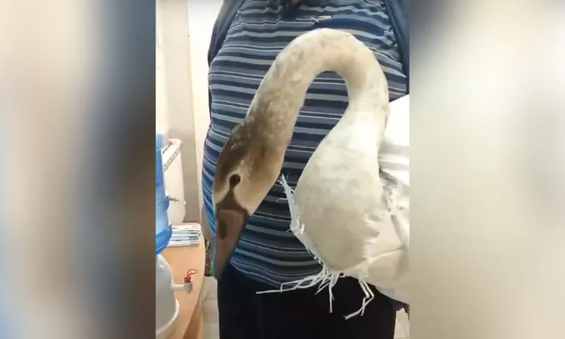 Двух лебедей-кликунов из Баевского района доставили в Барнаул