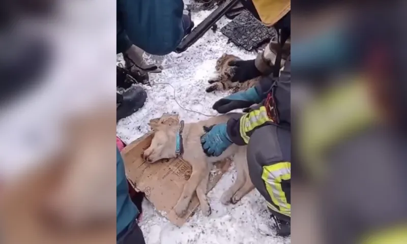 Сибирские пожарные реанимировали питомцев, спасённых из загоревшейся квартиры