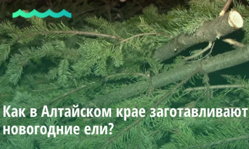 Видео: как в Алтайском крае заготавливают новогодние ели