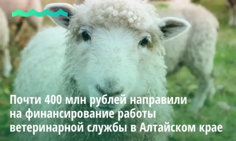 Почти 400 млн рублей направили на финансирование работы ветеринарной службы в Алтайском крае