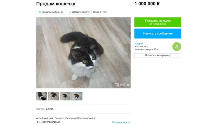 В Барнауле выставили на продажу кошечку за миллион рублей