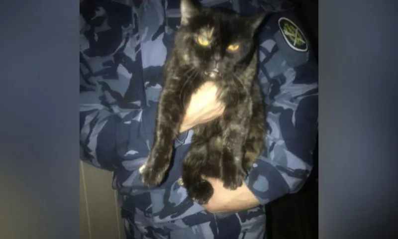 В исправительной колонии поймали кота, который пытался пронести наркотики