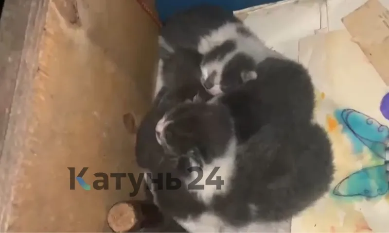 Барнаульская пенсионерка приютила бездомных котов в подвале жилого дома