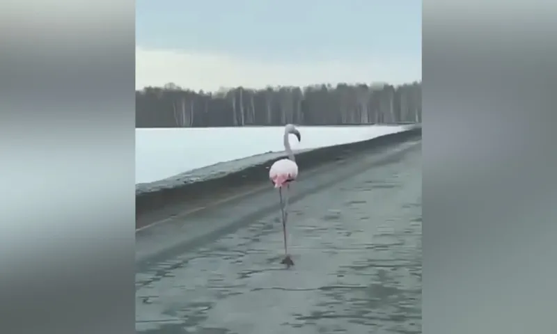 Водители заметили под Тюменью фламинго