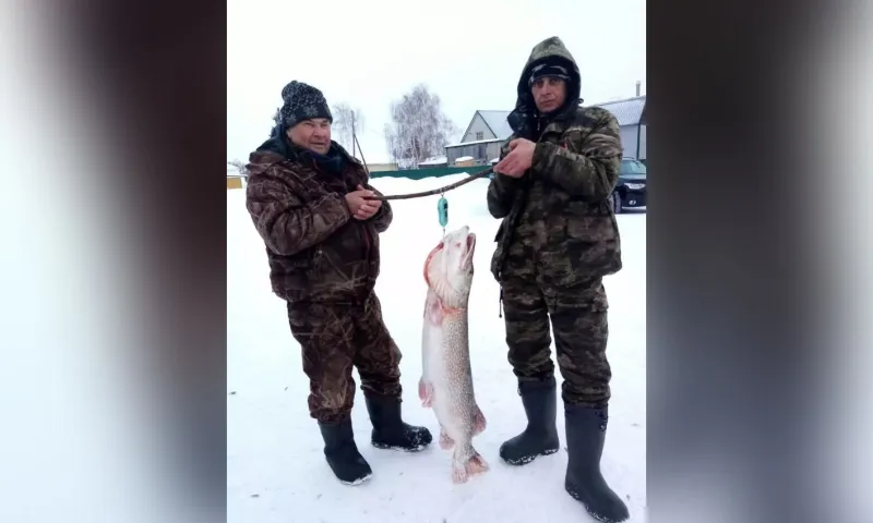 Рыболовы поймали трофейную щуку в Алтайском крае