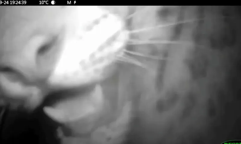 Котята снежного барса поиграли с фотоловушкой в Саяно-Шушенском заповеднике