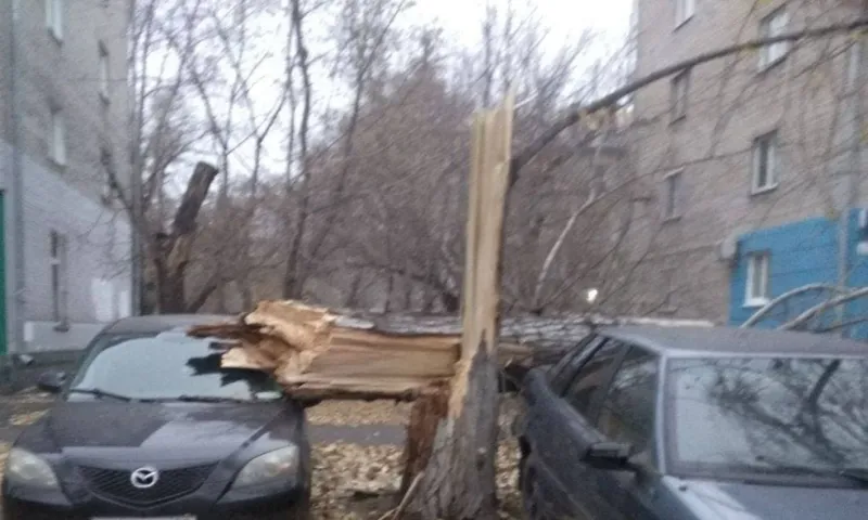 В Барнауле штормовой ветер повалил дерево на припаркованные автомобили