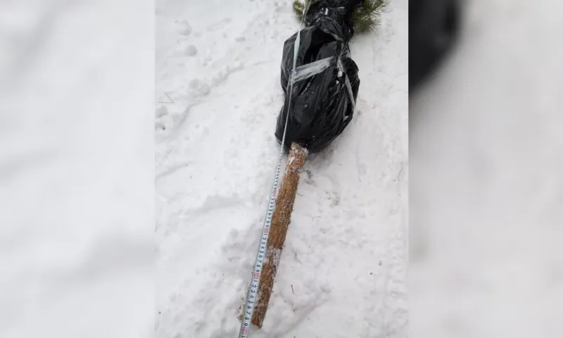 Больше 100 тысяч рублей заплатит житель Тальменского района за незаконную рубку сосны