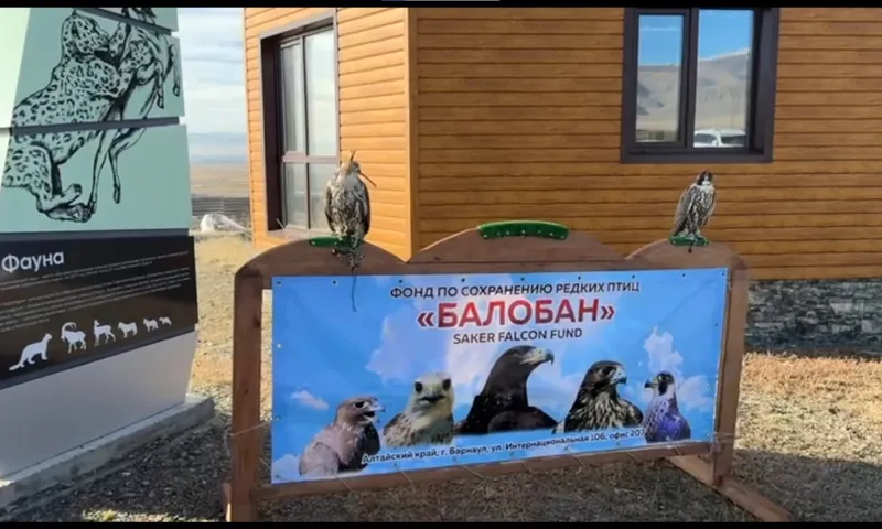 На Алтае двух краснокнижных балобанов, изъятых у браконьера почти год назад, вернули в дикую природу