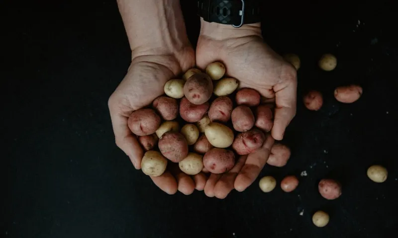 Россия планирует закупать картофель в СНГ из-за неурожая 