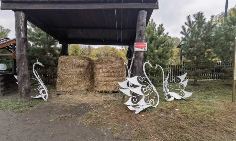 «С моста на проспекте Ленина на зимовку»: в барнаульском зоопарке появились белые лебеди
