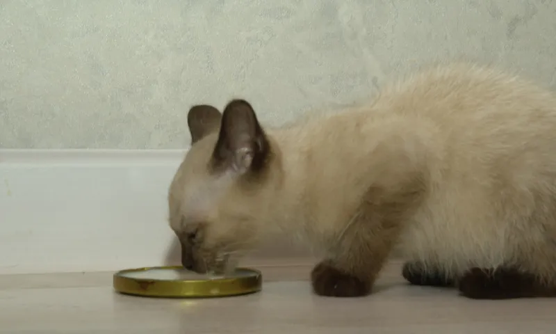 Котенка спасли при пожаре в одном из сёл Алтайского края