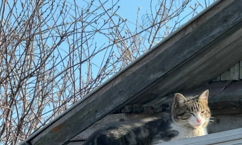 Жара до +26 градусов ожидается в Алтайском крае 
