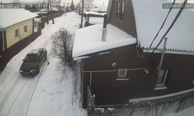 Неизвестные выкинули котёнка из машины в Белоярске