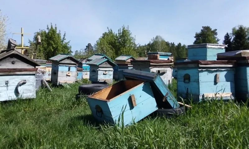 Неизвестные разорили пасеку в алтайском селе