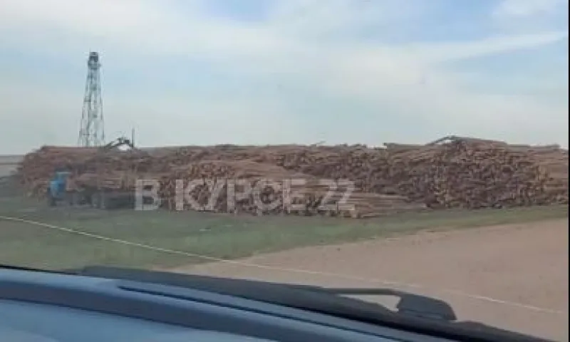 Жители Алтайского края обеспокоены массовой вырубкой леса
