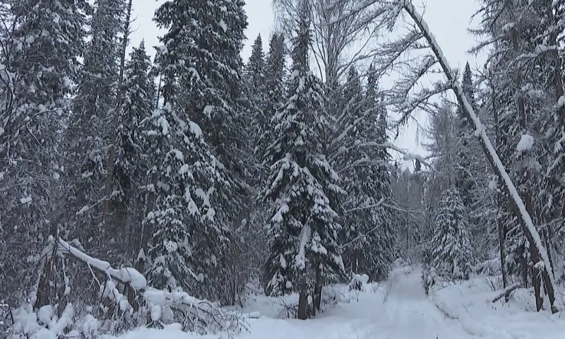 Снегопад и ветер возвращаются в Алтайский край