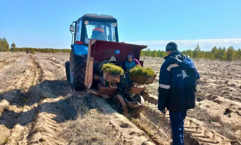 Более пяти миллионов сосен посадили в Алтайском крае 
