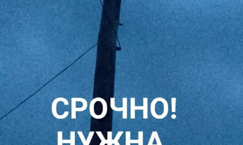 Застрявшего на электрическом столбе кота спасли в Бийске