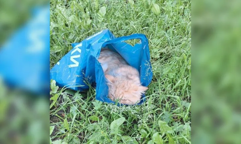 Мужчина выбросил кота на улицу в Барнауле