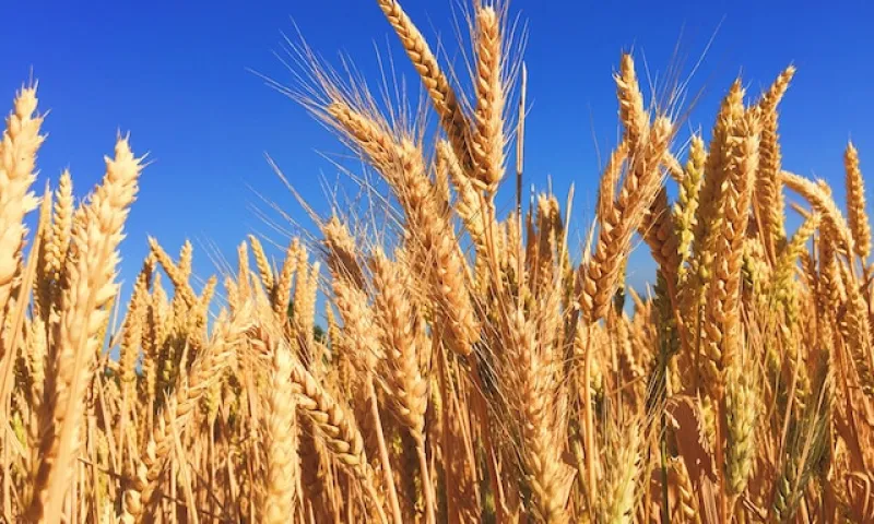 Виктор Томенко: Объём экспорта алтайской сельхозпродукции сохранится на уровне 2022 года