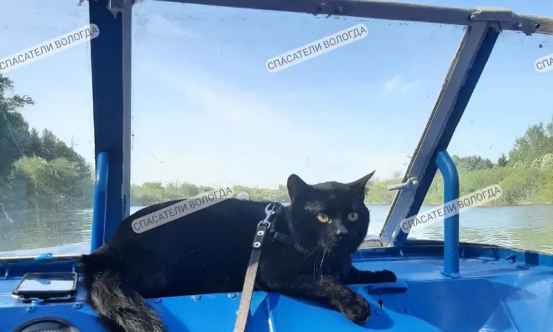 Кота-спасателя по кличке Беляш отстранили от работы из-за лишнего веса