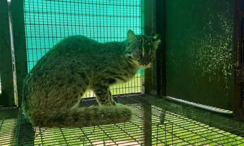 Редкого лесного кота выпустили на волю после реабилитации в Приморье