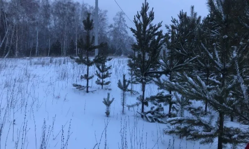 Охрану хвойных молодняков усилили в Алтайском крае