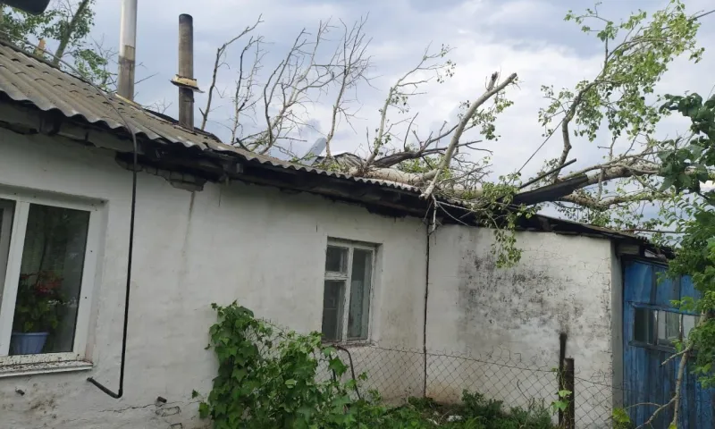 Сильный ветер и град повалили деревья в Шипуновском районе