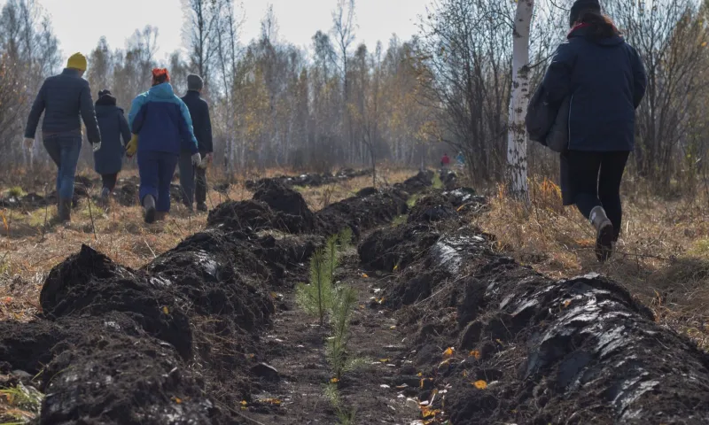 В Алтайском крае за 2 часа высадили около 10 тысяч саженцев