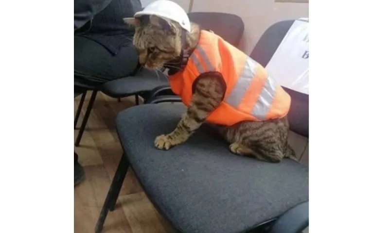 Кота трудоустроили на завод в Новокузнецке