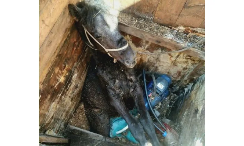 Провалившуюся в колодец лошадь спасли в селе Шебалино