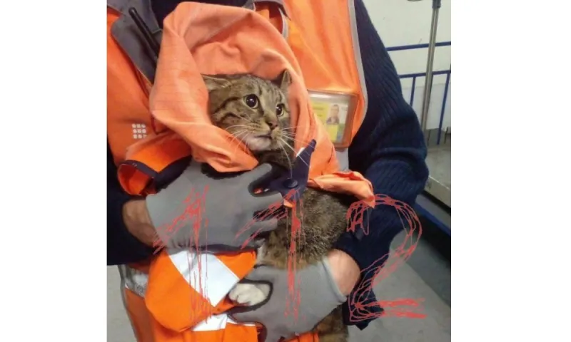 Сбежавшего из багажа в московском аэропорту кота нашли спустя неделю