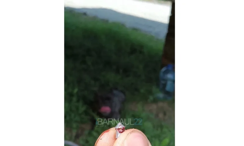 Подстреленную собаку обнаружили в пригороде Барнаула
