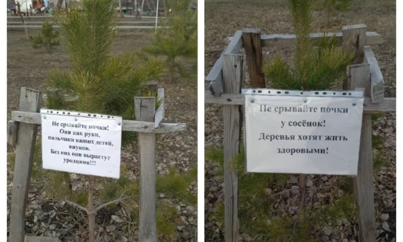 Барнаульцы пытаются спасти молодые сосны от вандализма пенсионеров