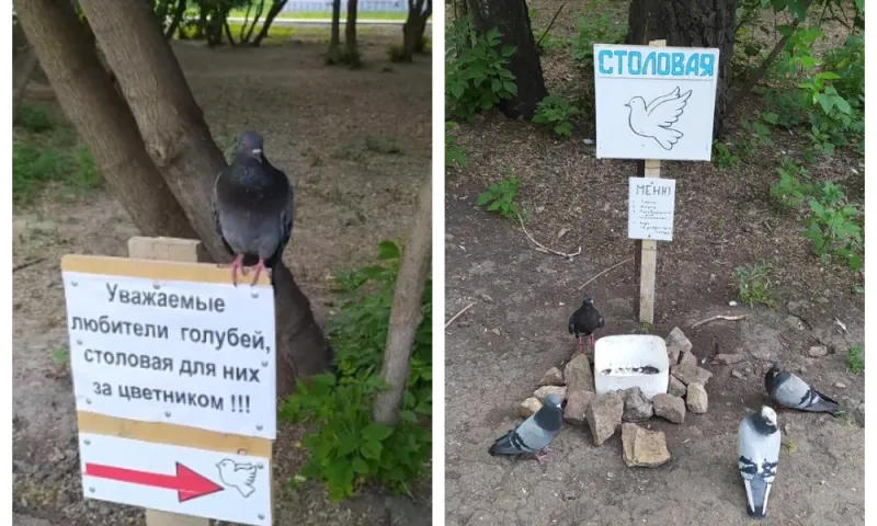 Столовую для голубей открыли в Барнауле