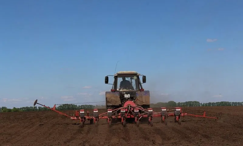 Посев подсолнечника завершается в Алтайском крае