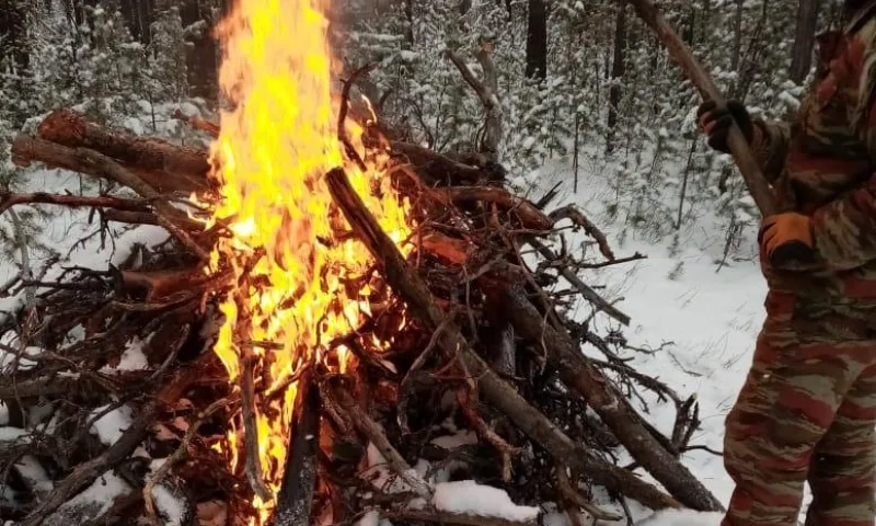 Более 23 тысяч гектаров лесосек очистили в Алтайском крае