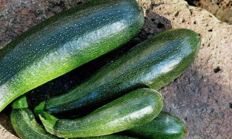 Врач рассказала, от каких болезней спасают кабачки