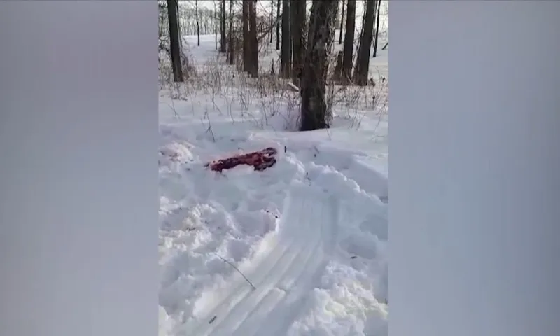 Соцсети: в охотничьем хозяйстве «Алжетранс» в Алтайском крае отстреливают лосей