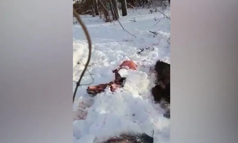 Место убийства животных: жители Тогульского района якобы о незаконной регулярной охоте местных егерей
