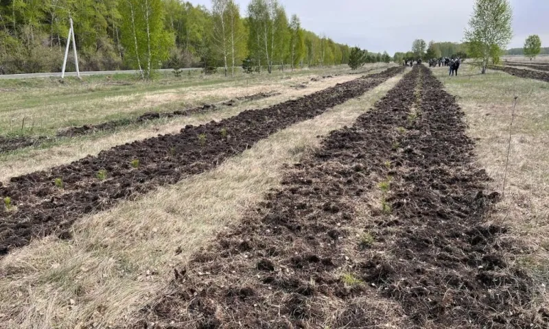 Весенние посадки леса завершились в Алтайском крае 