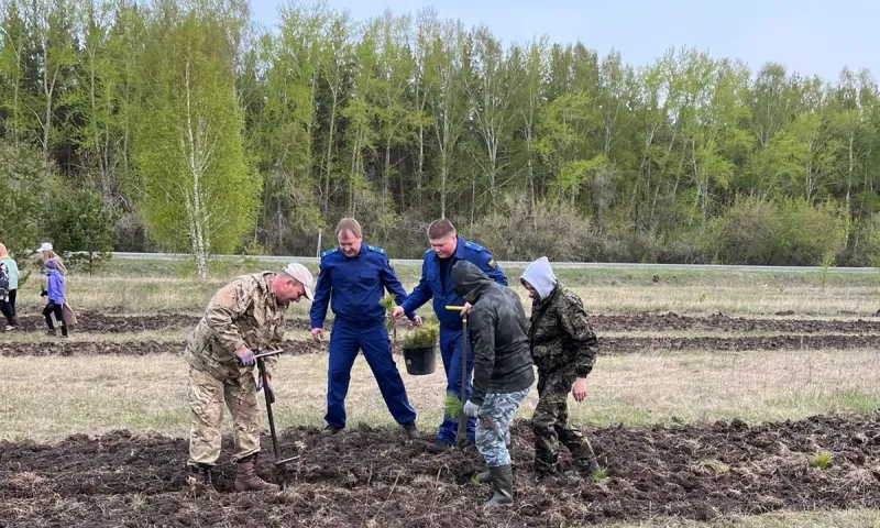 Свыше 550 тысяч сеянцев высадили в Алтайском крае