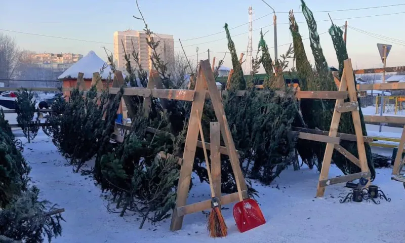 Где можно купить новогодние ели в Барнауле