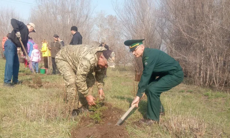 70 молодых елей высадили на Мемориале Воинской славы в селе Алтайского края