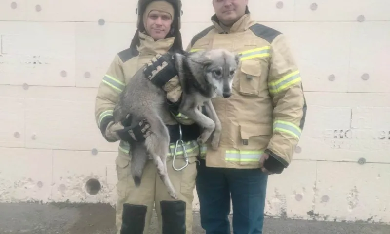 В Алтайском крае сотрудники МЧС спасли щенка