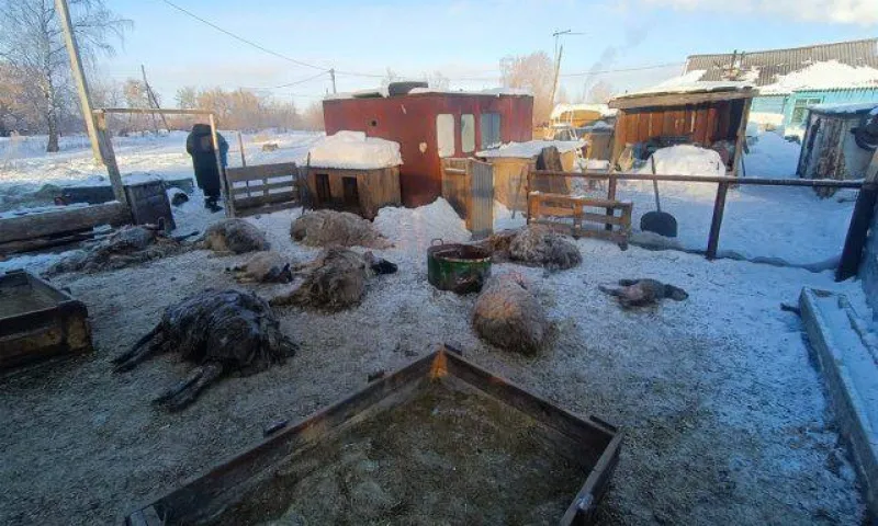 Прокуратура Алтайского края организовала проверку после смерти 28 овец на домашнем подворье в Барнауле