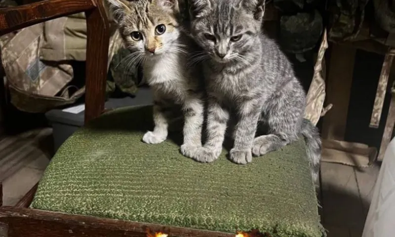 Котят приняли на службу в зоне СВО