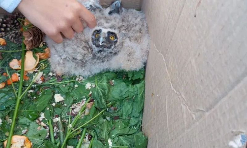 Школьники из Баевского района пытаются спасти совят